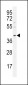 OCT3/4 Antibody (C279)