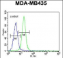 LIN28 Antibody