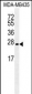 LIN28 Antibody