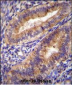 PTGS2 Antibody (Center P378)