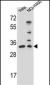 NTHL1 Antibody (Center R103)