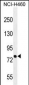 PNN Antibody (Center)