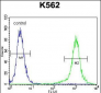 HBB Antibody (C-term)