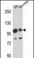 MAML1 Antibody (Center)