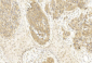 MITF Antibody (N-term)