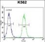 MITF Antibody (N-term)