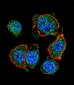 MITF Antibody (N-term)