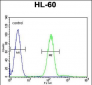 Myeloperoxidase Antibody (N-term)