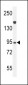 Myeloperoxidase Antibody (N-term)