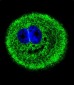 MYO6 Antibody (C-term R1181)