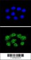 MSH2 Antibody (Center)