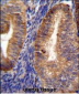 RUTBC1 Antibody (C-term)