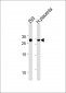 TCF21 Antibody (C-term)
