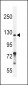 Neuropilin-2 Antibody (C-term K813)