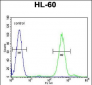 FOXC2 Antibody (Center P198)