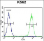 ISWI Antibody (C-term)