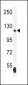 ISWI Antibody (C-term)