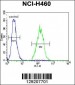 ARL17P1 Antibody (Center)