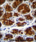 TOR4A Antibody (N-term)