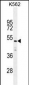 TOR4A Antibody (N-term)