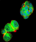 TRIM59  Antibody (N-term)