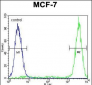 GALNS Antibody (Center)