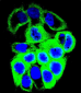 GALNS Antibody (Center)