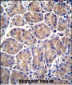 GALNS Antibody (Center)