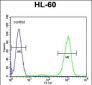 ADA Antibody (C-term)