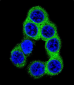 EFNB2 Antibody (Center)