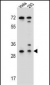 EFNB2 Antibody (Center)