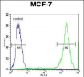 PCDH20 Antibody (Center)