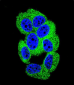 PCDH20 Antibody (Center)