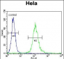 CYC1 Antibody (C-term)