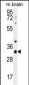 CYC1 Antibody (C-term)