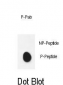 Phospho-PDHE1A(S232) Antibody
