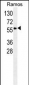 SPA9 Antibody (N-term)
