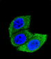 HSPA1A Antibody