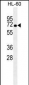 HSPA1A Antibody