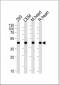 VEGFC Antibody