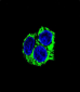 CABC1 Antibody