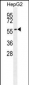 CABC1 Antibody