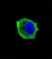 TRAF2 Antibody