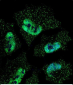 ELAVL1 Antibody