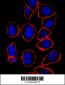 AM1901b-CD44-Antibody