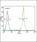 BTC Antibody (N-term)