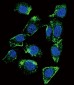 AP11669a-BTC-Antibody-N-term