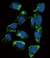 BTC Antibody (N-term)