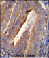 OGN Antibody (C-term)