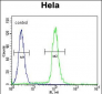 GDF6 Antibody (N-term)